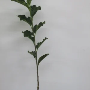 Jane Magnolia Live Plant – 24-30