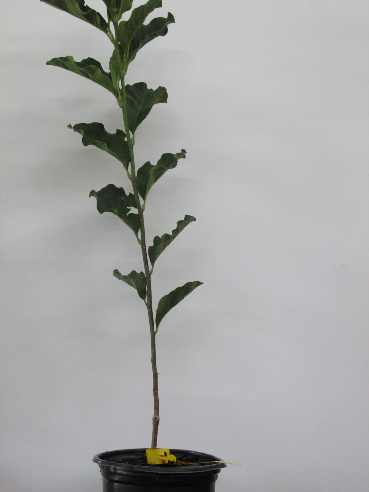 Jane Magnolia Live Plant – 24-30" Tall – 1 Gallon Pot – Outdoor Shrub - Image 5