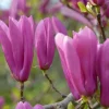Jane Magnolia Live Plant – 24-30" Tall – 1 Gallon Pot – Outdoor Shrub - Image 1