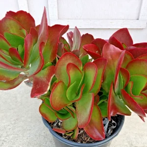 Kalanchoe Flapjack Paddle Plant Succulent - Live Rosette Plant, Green/Red, Indoor/Outdoor - Image 2