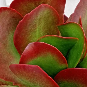Kalanchoe Flapjack Paddle Plant Succulent - Live Rosette Plant, Green/Red, Indoor/Outdoor - Image 3
