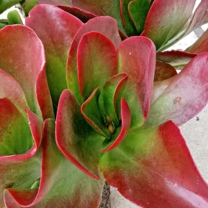 Kalanchoe Flapjack Paddle Plant Succulent - Live Rosette Plant, Green/Red, Indoor/Outdoor - Image 4