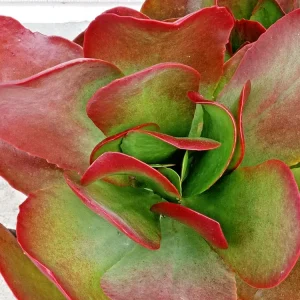 Kalanchoe Flapjack Paddle Plant Succulent - Live Rosette Plant, Green/Red, Indoor/Outdoor - Image 5