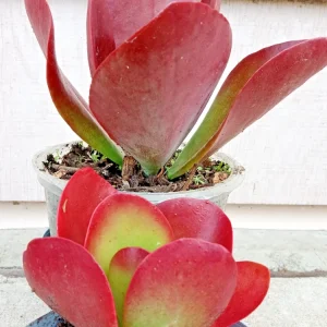 Kalanchoe Flapjack Paddle Plant Succulent - Live Rosette Plant, Green/Red, Indoor/Outdoor - Image 6