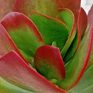 Kalanchoe Flapjack Paddle Plant Succulent - Live Rosette Plant, Green/Red, Indoor/Outdoor - Image 7