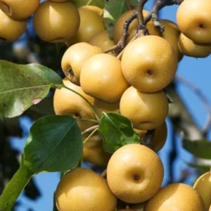 Korean Butterscotch Pear Seeds - 10 Pyrus Pyrifolia Fruit Tree Seeds - Outdoor - Image 1