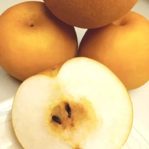 Korean Butterscotch Pear Seeds - 10 Pyrus Pyrifolia Fruit Tree Seeds - Outdoor - Image 2