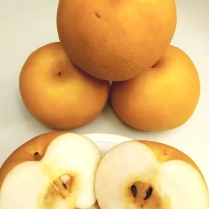 Korean Butterscotch Pear Seeds - 10 Pyrus Pyrifolia Fruit Tree Seeds - Outdoor - Image 3