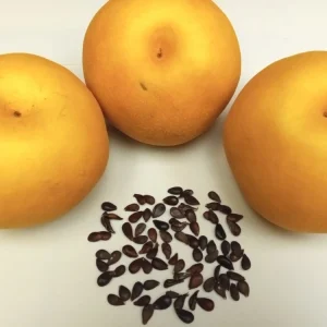 Korean Butterscotch Pear Seeds - 10 Pyrus Pyrifolia Fruit Tree Seeds - Outdoor - Image 4