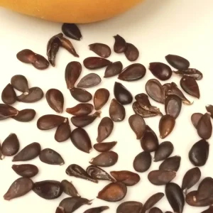 Korean Butterscotch Pear Seeds - 10 Pyrus Pyrifolia Fruit Tree Seeds - Outdoor - Image 5
