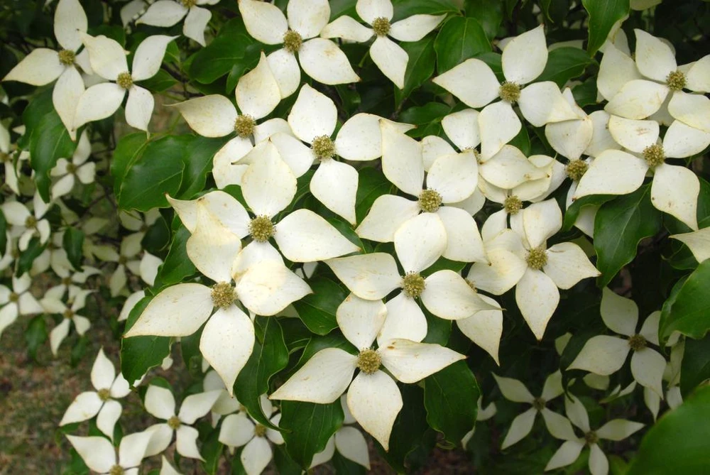 Kousa Dogwood Live Plant - 4" Pot, 18-24" Tall - Outdoor Flowering Tree - Image 2