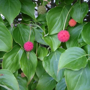 Kousa Dogwood Live Plant - 4