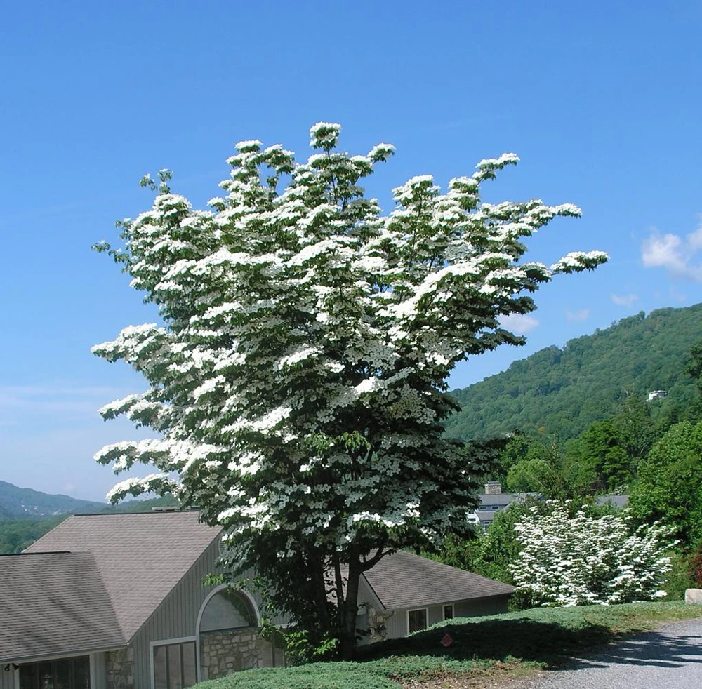 Kousa Dogwood Live Plant - 4" Pot, 18-24" Tall - Outdoor Flowering Tree - Image 1