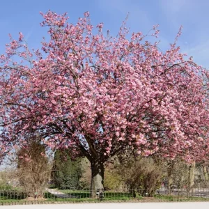 Kwanzan Cherry - (1) Double Pink Flowering Tree - 2.5