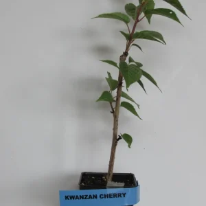 Kwanzan Cherry - (1) Double Pink Flowering Tree - 2.5