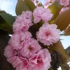 Kwanzan Cherry - (1) Double Pink Flowering Tree - 2.5" Pot - 6 - 10" Tall - Image 1