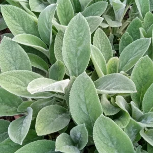 Lamb's Ear Stachys Byzantina Live Plant - 3 Bare Root Perennials, Outdoor, Fuzzy Green Foliage - Image 1