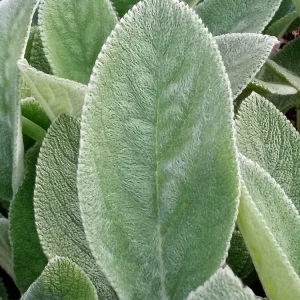 Lamb's Ear Stachys Byzantina Live Plant - 3 Bare Root Perennials, Outdoor, Fuzzy Green Foliage - Image 2