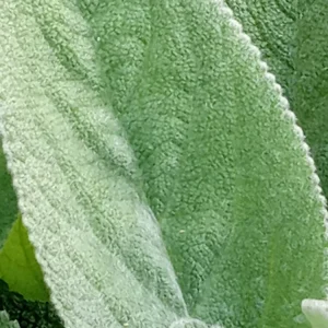 Lamb's Ear Stachys Byzantina Live Plant - 3 Bare Root Perennials, Outdoor, Fuzzy Green Foliage - Image 3