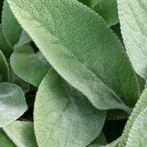 Lamb's Ear Stachys Byzantina Live Plant - 3 Bare Root Perennials, Outdoor, Fuzzy Green Foliage - Image 4