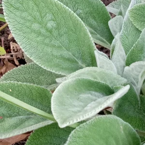 Lamb's Ear Stachys Byzantina Live Plant - 3 Bare Root Perennials, Outdoor, Fuzzy Green Foliage - Image 6