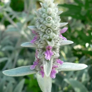 Lamb's Ear Stachys Byzantina Live Plant - 3 Bare Root Perennials, Outdoor, Fuzzy Green Foliage - Image 8