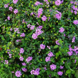 Lantana Plant - Purple Flowers - 3-5