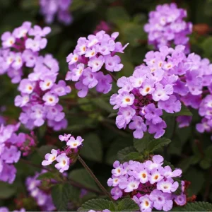 Lantana Plant - Purple Flowers - 3-5