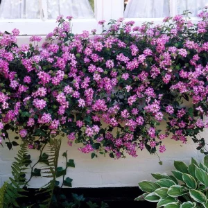Lantana Plant - Purple Flowers - 3-5" Tall - Ship No Pot - Attracts Butterflies - Image 1