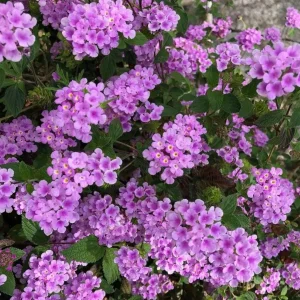 Lantana Plant - Purple Flowers - 3-5
