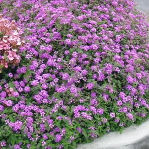 Lantana Plant - Purple Flowers - 3-5