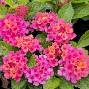 Lantana Rose Live Plant – Trailing Blooms – Pink Flowers – 4 Inch Pot Starter - Image 2