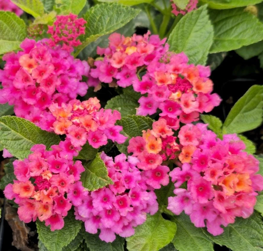Lantana Rose Live Plant – Trailing Blooms – Pink Flowers – 4 Inch Pot Starter - Image 2