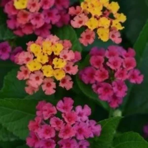 Lantana Rose Live Plant – Trailing Blooms – Pink Flowers – 4 Inch Pot Starter - Image 3