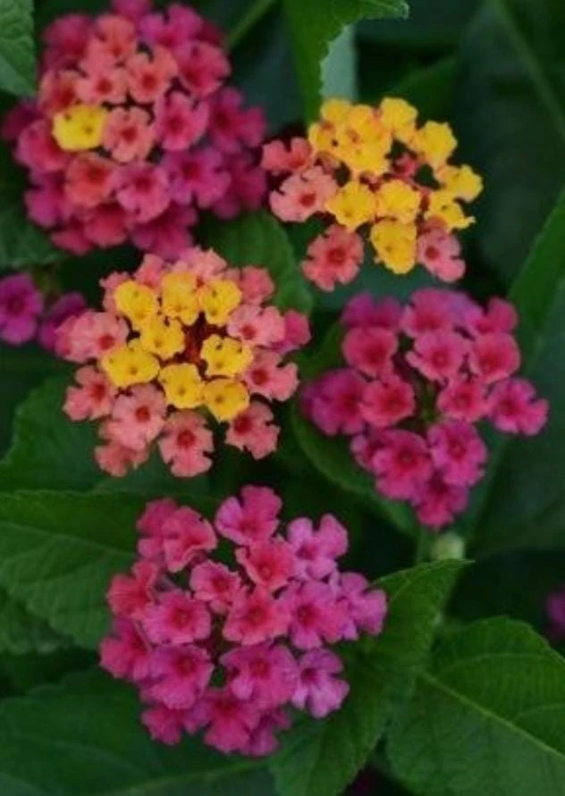 Lantana Rose Live Plant – Trailing Blooms – Pink Flowers – 4 Inch Pot Starter - Image 3