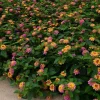 Lantana Rose Live Plant – Trailing Blooms – Pink Flowers – 4 Inch Pot Starter - Image 1