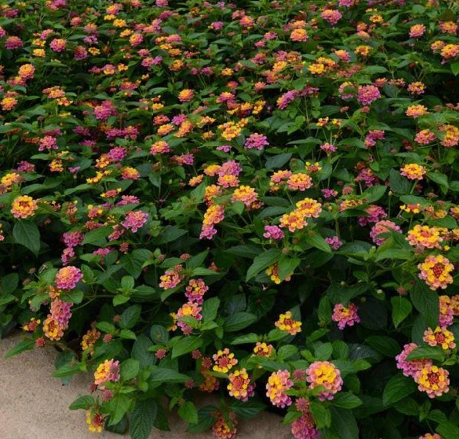Lantana Rose Live Plant – Trailing Blooms – Pink Flowers – 4 Inch Pot Starter - Image 1