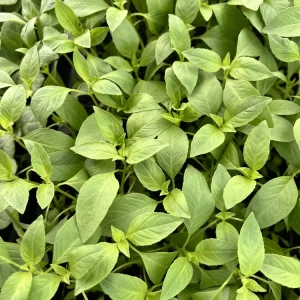 Lemon Basil Live Plant - 4 Seedlings/Starter Plants - Culinary Herb - Image 3