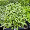 Lemon Basil Live Plant - 4 Seedlings/Starter Plants - Culinary Herb - Image 1