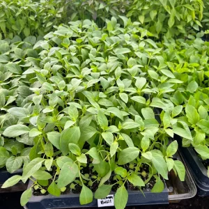 Lemon Basil Live Plant - 4 Seedlings/Starter Plants - Culinary Herb - Image 1