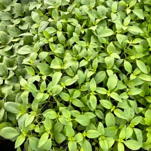 Lemon Basil Live Plant - 4 Seedlings/Starter Plants for Herb Garden - Image 2
