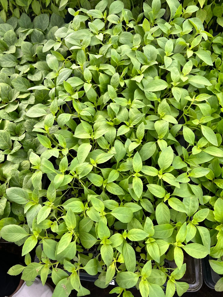 Lemon Basil Live Plant - 4 Seedlings/Starter Plants for Herb Garden - Image 2