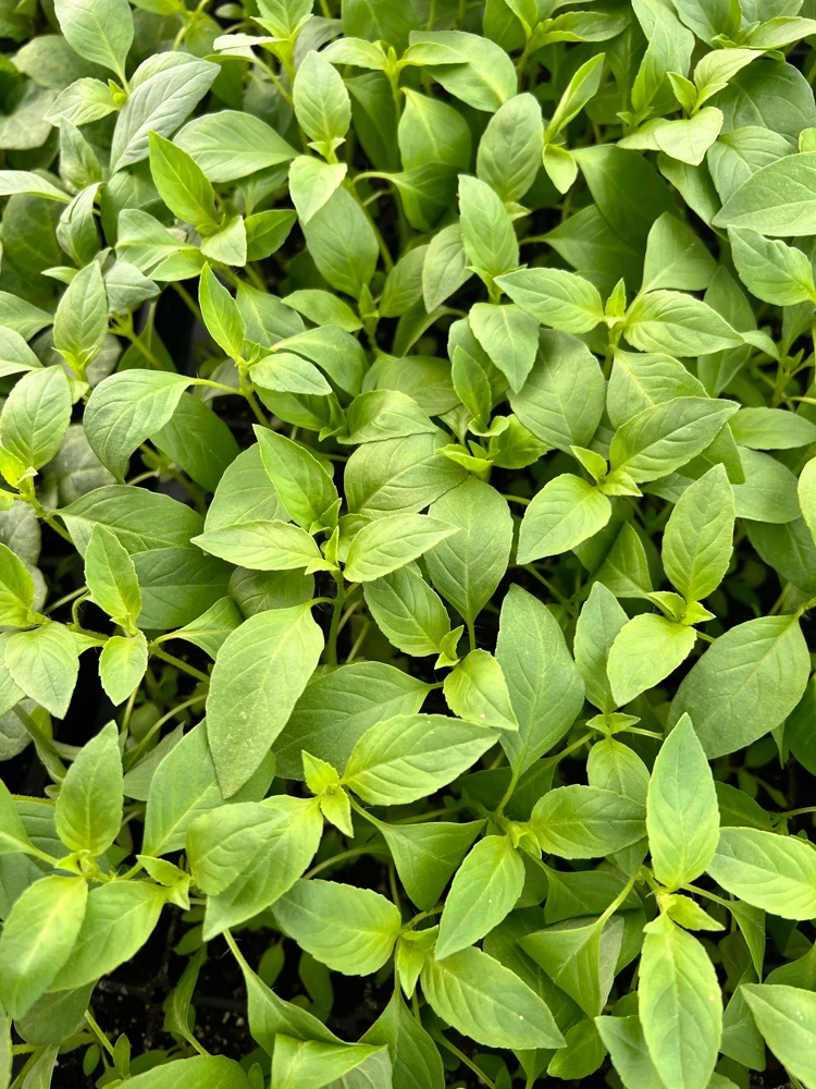 Lemon Basil Live Plant - 4 Seedlings/Starter Plants for Herb Garden - Image 3