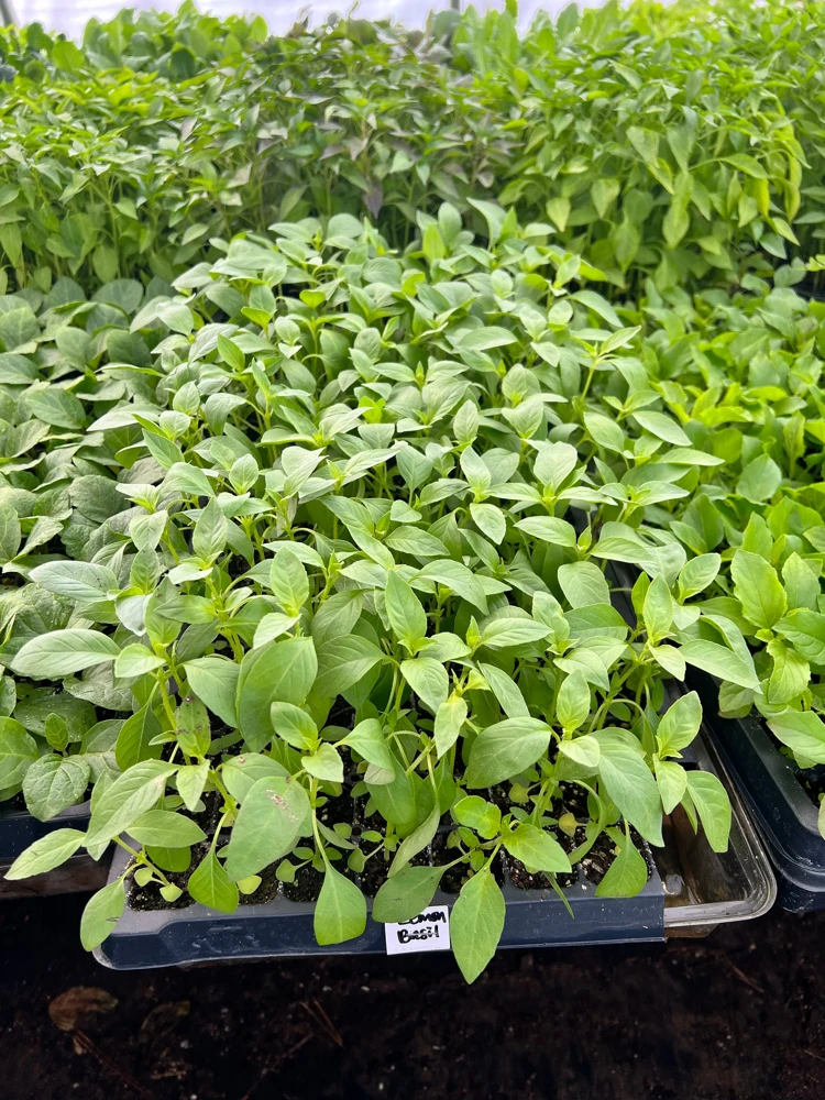 Lemon Basil Live Plant - 4 Seedlings/Starter Plants for Herb Garden - Image 1