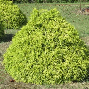 Lemon Thread Cypress Live Plant – Chamaecyparis pisifera 'Lemon Thread' – 2.5