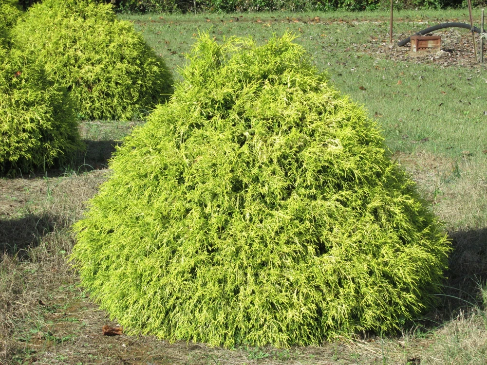 Lemon Thread Cypress Live Plant – Chamaecyparis pisifera 'Lemon Thread' – 2.5" Pot – Outdoor Evergreen - Image 2