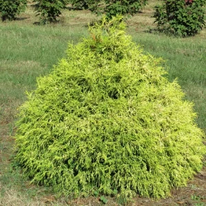 Lemon Thread Cypress Live Plant – Chamaecyparis pisifera 'Lemon Thread' – 2.5
