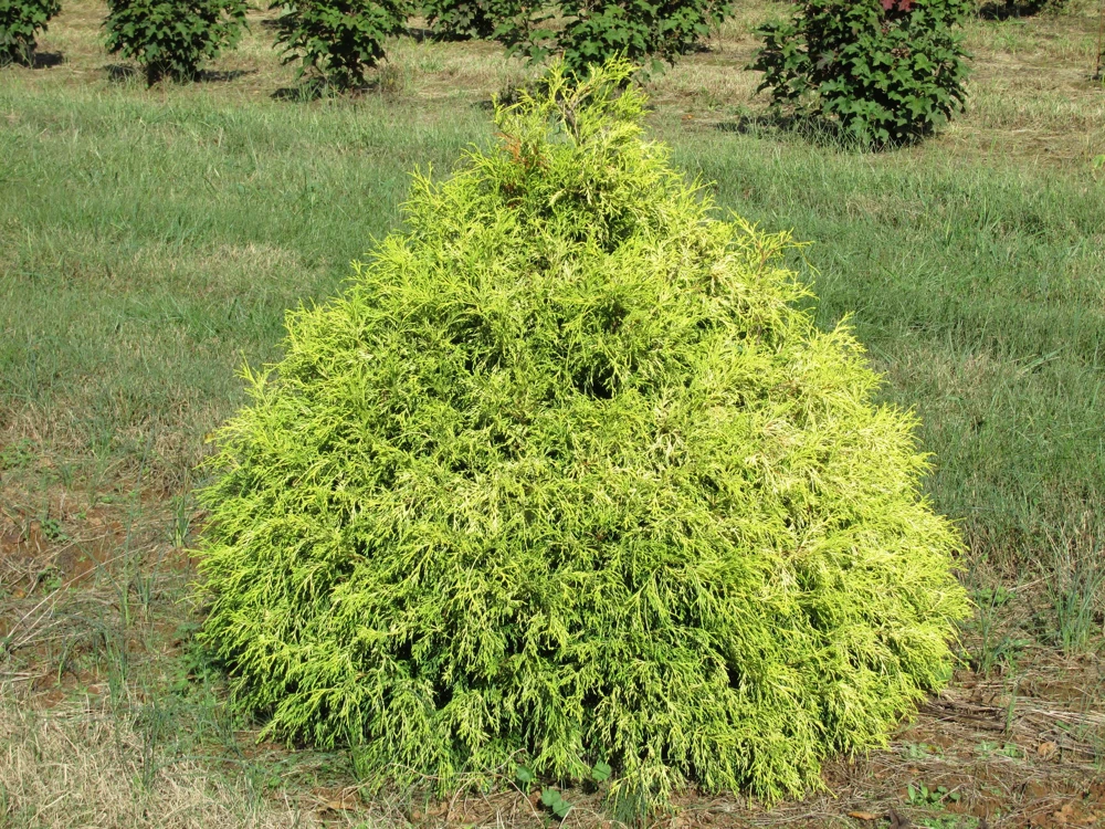 Lemon Thread Cypress Live Plant – Chamaecyparis pisifera 'Lemon Thread' – 2.5" Pot – Outdoor Evergreen - Image 1