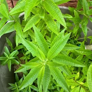 Lemon Verbena Live Plant – Fragrant Culinary Herb for Tea, Cooking, & Fragrance – 3-6 inch Starter Plant - Image 2
