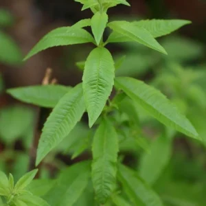 Lemon Verbena Live Plant – Fragrant Culinary Herb for Tea, Cooking, & Fragrance – 3-6 inch Starter Plant - Image 3